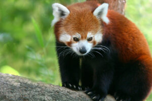 Red Panda611396113